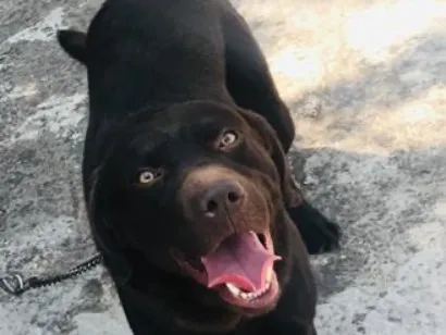 Cachorro raça Labrador idade 6 ou mais anos nome Zeus