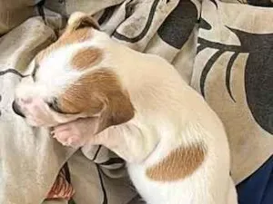 Cachorro raça SRD-ViraLata idade Abaixo de 2 meses nome Belinha e os filhotes 