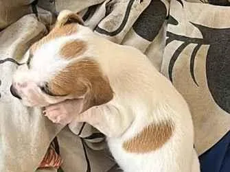 Cachorro raça SRD-ViraLata idade Abaixo de 2 meses nome Belinha e os filhotes 