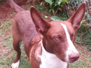 Cachorro raça SRD-ViraLata idade 1 ano nome Vlad