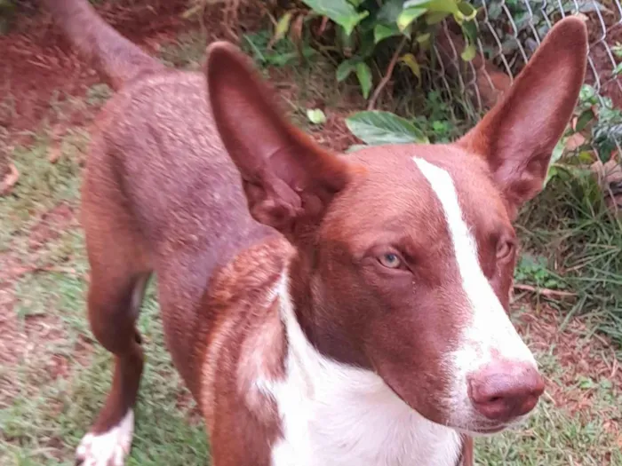 Cachorro raça SRD-ViraLata idade 1 ano nome Vlad