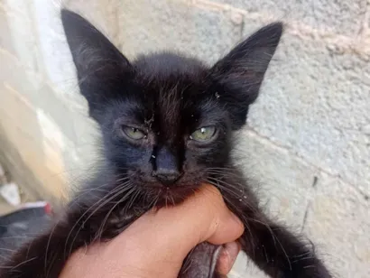 Gato raça SRD-ViraLata idade 2 a 6 meses nome pretinha 