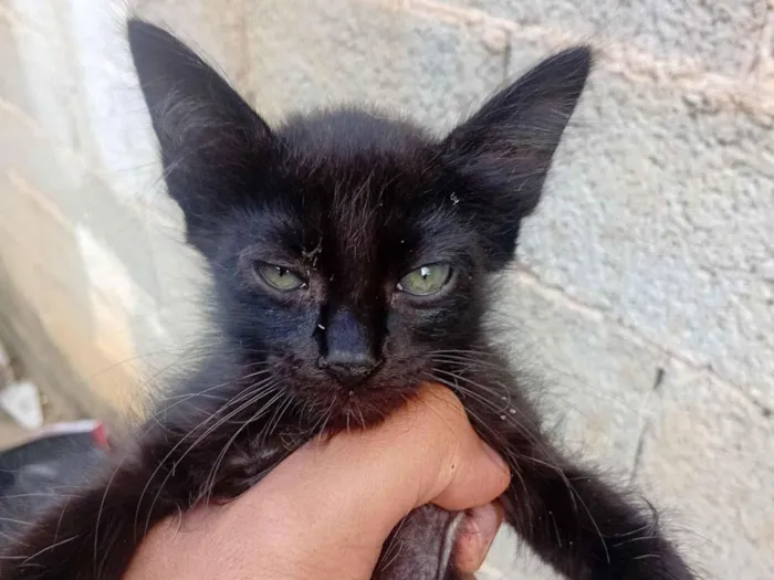 Gato raça SRD-ViraLata idade 2 a 6 meses nome pretinha 