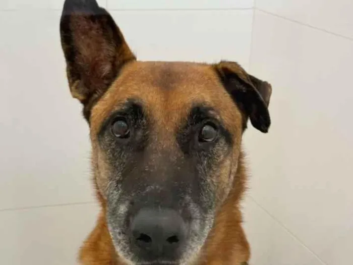 Cachorro raça SRD-ViraLata idade 6 ou mais anos nome Orelha