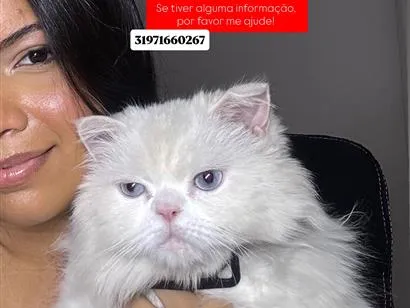 Gato raça Persa idade 5 anos nome Bud