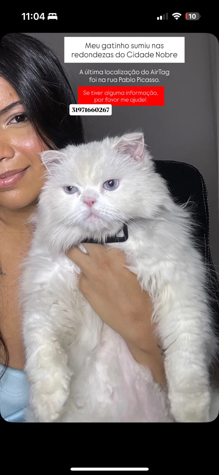 Gato raça Persa idade 5 anos nome Bud