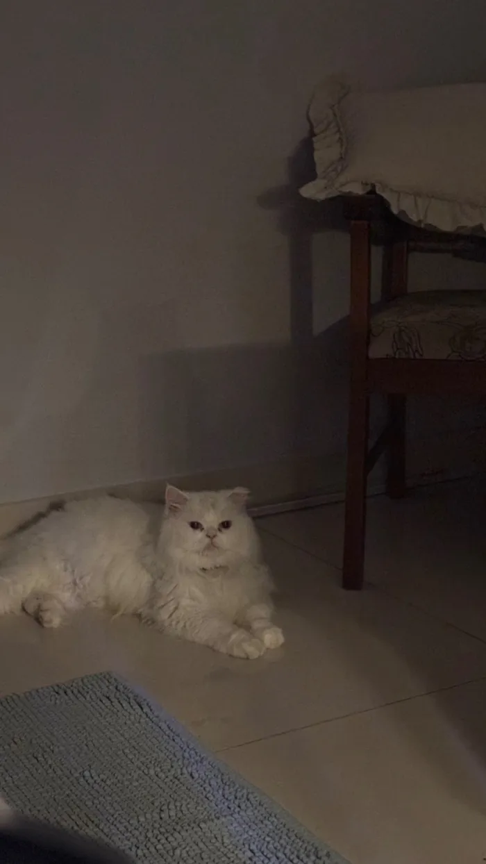 Gato raça Persa idade 5 anos nome Bud