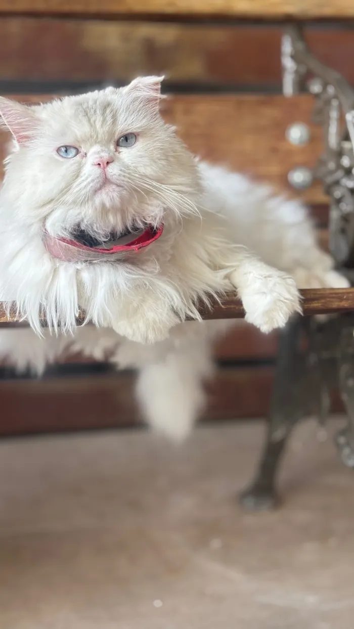 Gato raça Persa idade 5 anos nome Bud