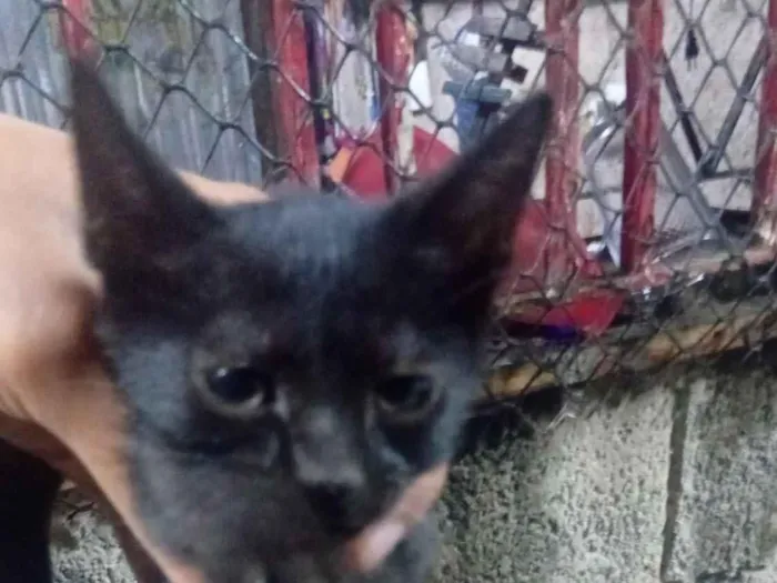 Gato raça SRD-ViraLata idade 2 a 6 meses nome pretinha