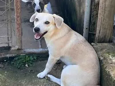 Cachorro raça SRD-ViraLata idade 2 anos nome Pedrinho