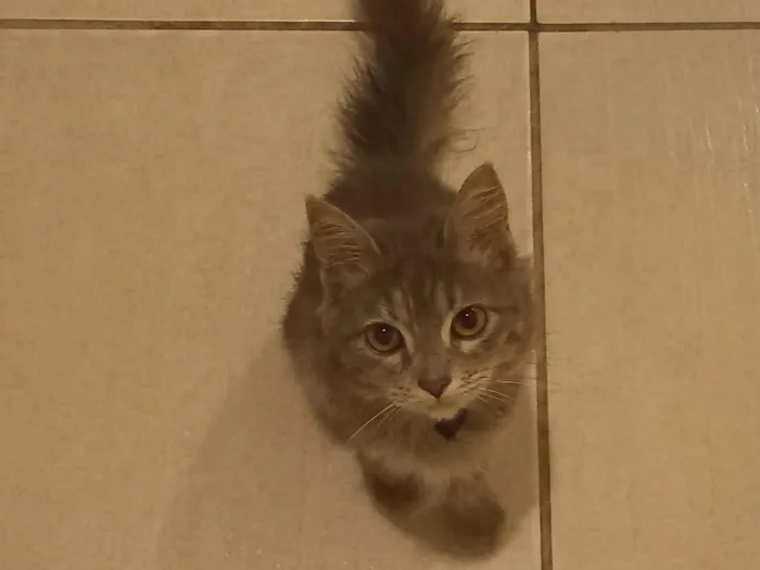 Gato raça SRD-ViraLata idade 2 a 6 meses nome sem nome