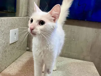 Gato raça SRD-ViraLata idade 2 a 6 meses nome Clarisse