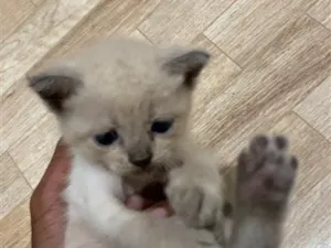 Gato raça SRD-ViraLata idade Abaixo de 2 meses nome Casca