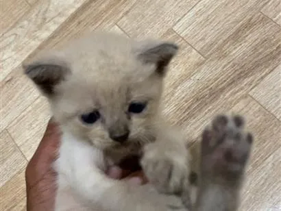 Gato raça SRD-ViraLata idade Abaixo de 2 meses nome Casca