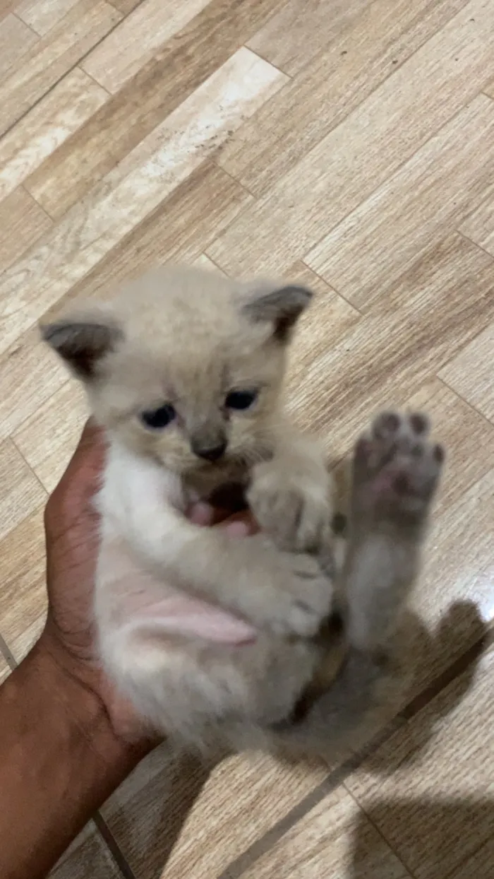 Gato raça SRD-ViraLata idade Abaixo de 2 meses nome Casca