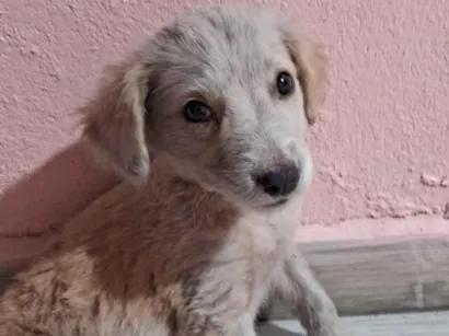 Cachorro raça SRD-ViraLata idade Abaixo de 2 meses nome lola