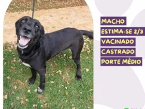 Cachorro raça SRD-ViraLata idade 2 a 6 meses nome Ragnar