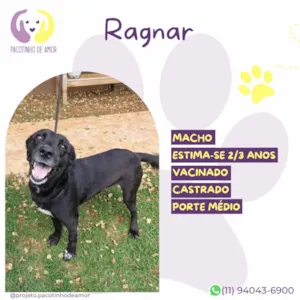 Cachorro raça SRD-ViraLata idade 2 a 6 meses nome Ragnar