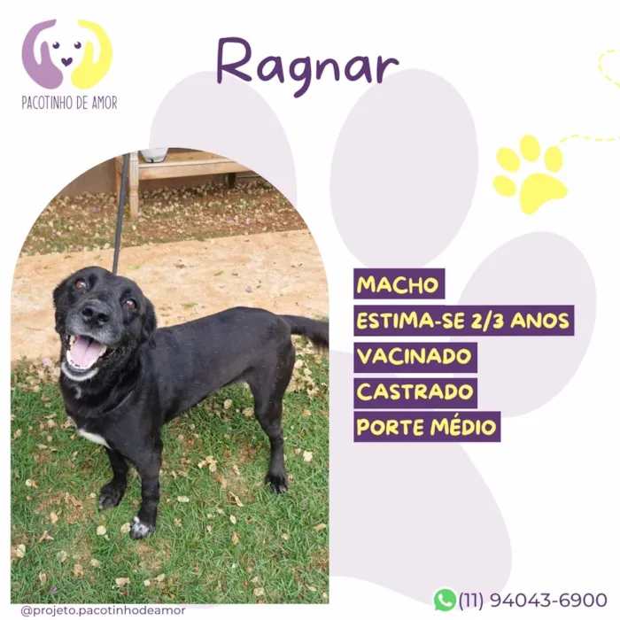Cachorro raça SRD-ViraLata idade 2 a 6 meses nome Ragnar