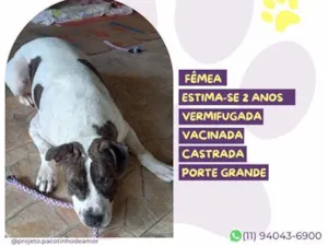 Cachorro raça SRD-ViraLata idade 2 anos nome Estrela