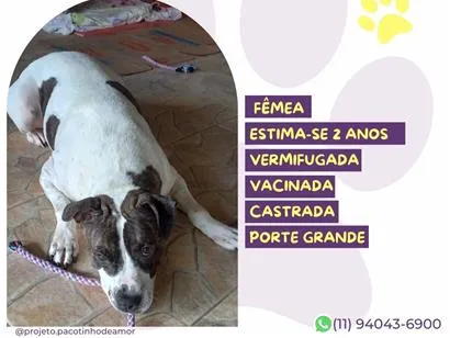 Cachorro raça SRD-ViraLata idade 2 anos nome Estrela
