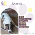 Estrela