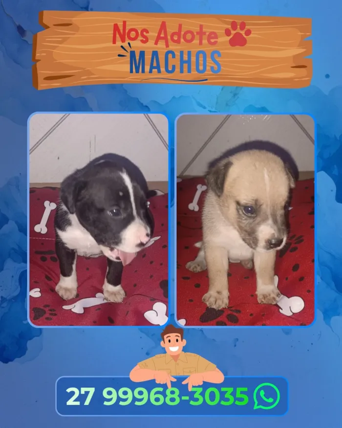 Cachorro raça SRD-ViraLata idade Abaixo de 2 meses nome Não possui