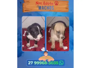 Cachorro raça SRD-ViraLata idade Abaixo de 2 meses nome Não possui