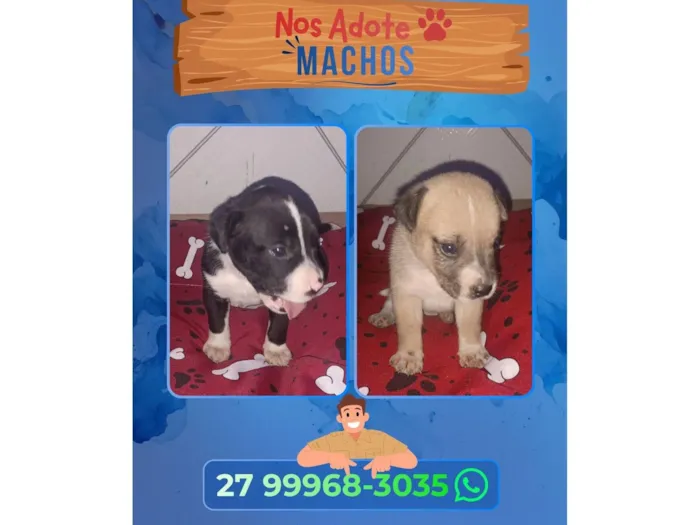 Cachorro raça SRD-ViraLata idade Abaixo de 2 meses nome Não possui