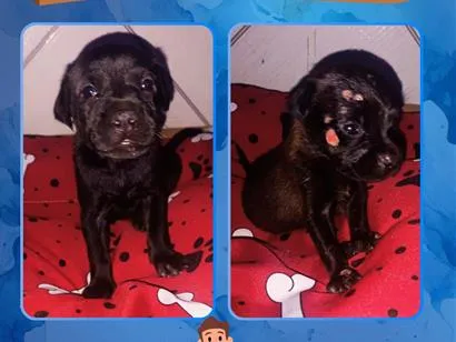 Cachorro raça SRD-ViraLata idade Abaixo de 2 meses nome Não possuem