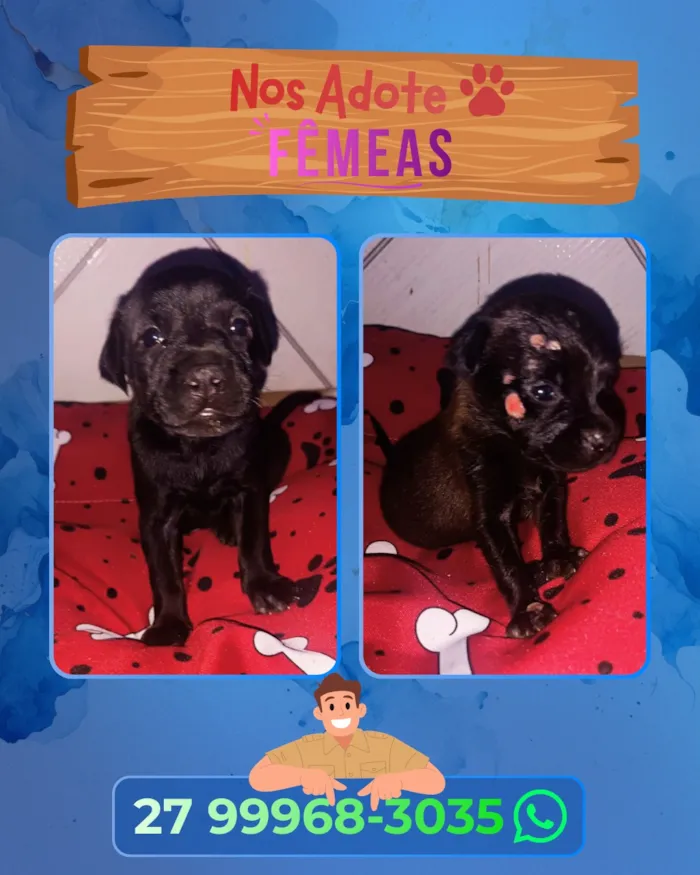 Cachorro raça SRD-ViraLata idade Abaixo de 2 meses nome Não possuem