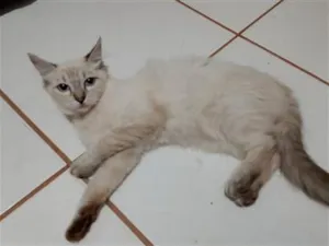 Gato raça SRD-ViraLata idade 2 a 6 meses nome fofinha