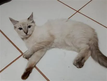Gato raça SRD-ViraLata idade 2 a 6 meses nome fofinha