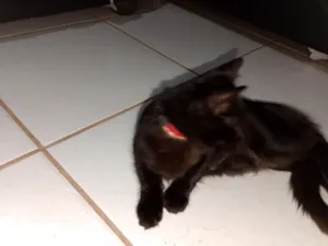 Gato raça SRD-ViraLata idade 2 a 6 meses nome fofão 