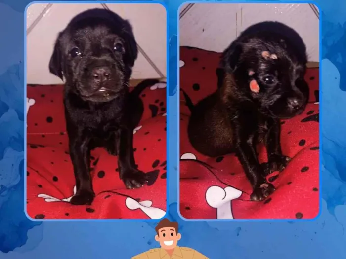 Cachorro raça SRD-ViraLata idade Abaixo de 2 meses nome Não possuem