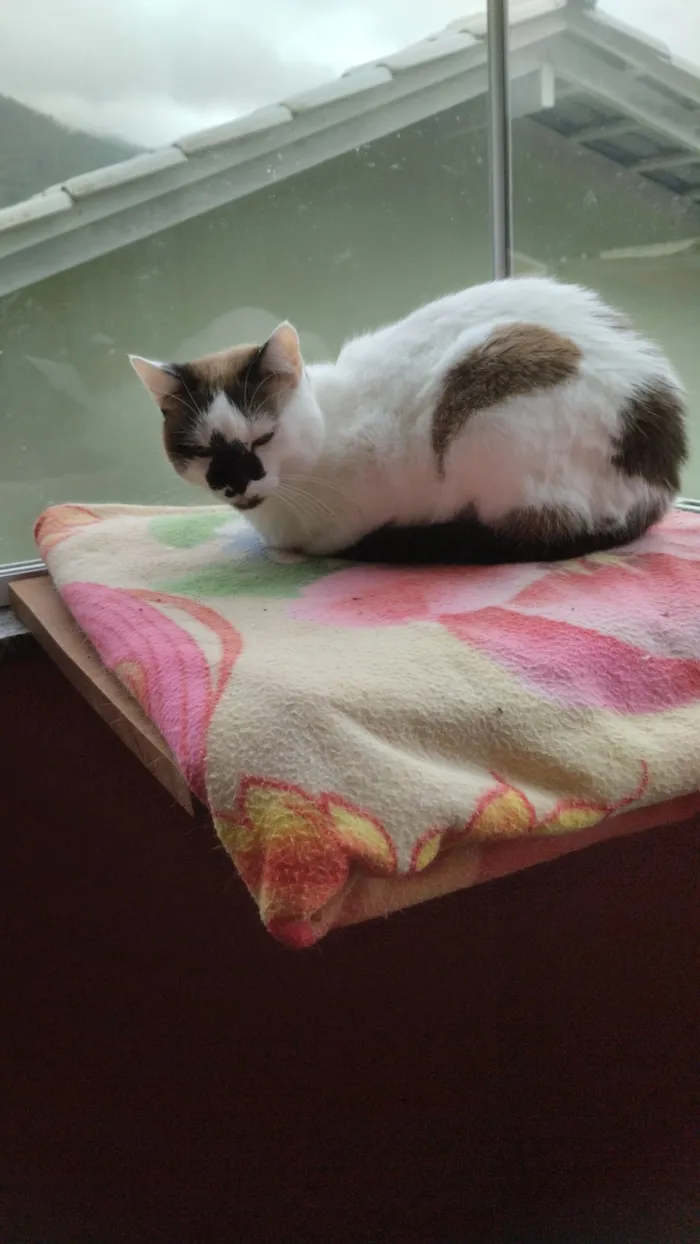 Gato raça SRD-ViraLata idade 6 ou mais anos nome Misha