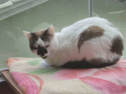 Gato raça SRD-ViraLata idade 6 ou mais anos nome Misha