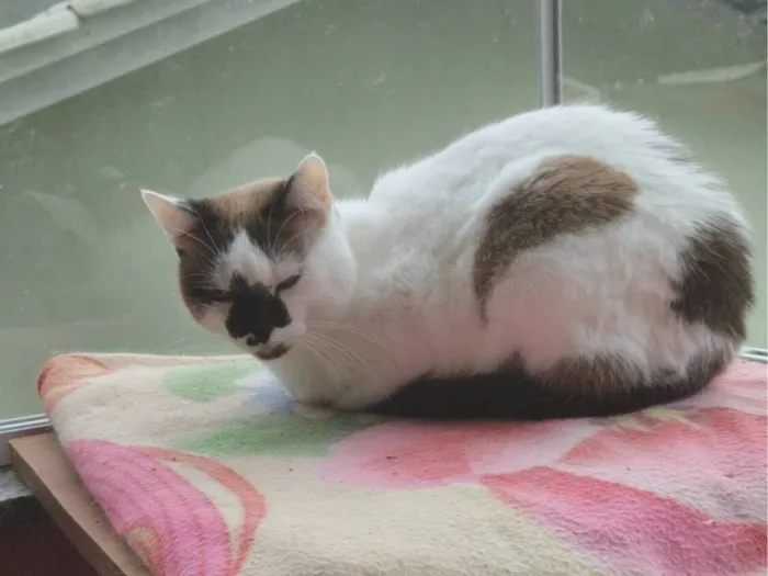 Gato raça SRD-ViraLata idade 6 ou mais anos nome Misha