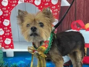 Cachorro raça SRD-ViraLata idade 6 ou mais anos nome Sol