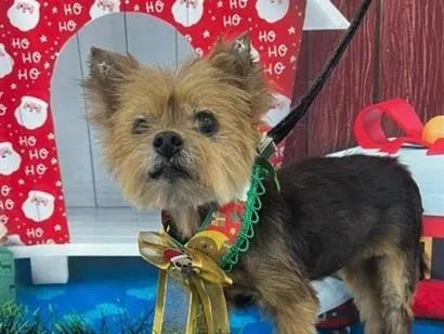 Cachorro raça SRD-ViraLata idade 6 ou mais anos nome Sol