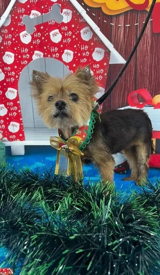 Cachorro raça SRD-ViraLata idade 6 ou mais anos nome Sol