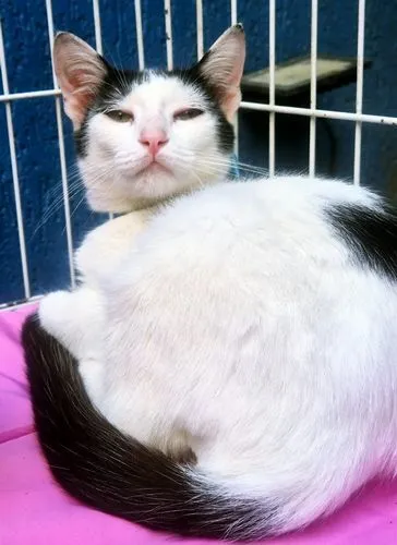 Gato raça SRD-ViraLata idade 2 a 6 meses nome ZÉ VAQUINHA