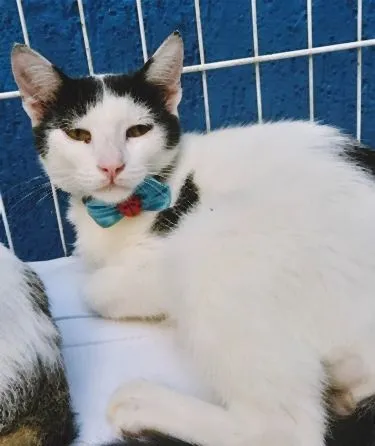 Gato raça SRD-ViraLata idade 2 a 6 meses nome ZÉ VAQUINHA