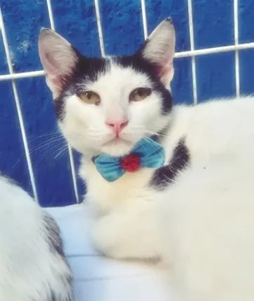 Gato raça SRD-ViraLata idade 2 a 6 meses nome ZÉ VAQUINHA