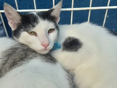 Gato raça SRD-ViraLata idade 2 a 6 meses nome ZÉ VAQUINHA