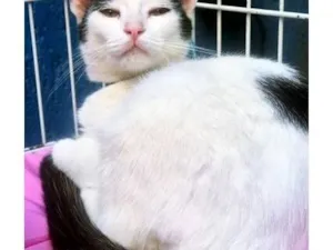 Gato raça SRD-ViraLata idade 2 a 6 meses nome ZÉ VAQUINHA