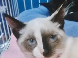 Gato raça SRD-ViraLata idade 2 a 6 meses nome CARLITA MIX