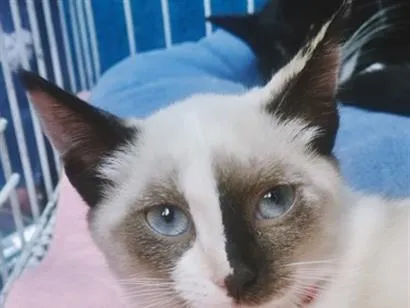 Gato raça SRD-ViraLata idade 2 a 6 meses nome CARLITA MIX