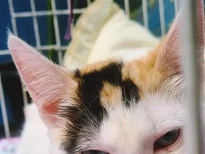 Gato raça SRD-ViraLata idade 2 a 6 meses nome MARIA TRICOLOR