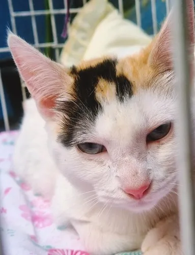 Gato raça SRD-ViraLata idade 2 a 6 meses nome MARIA TRICOLOR